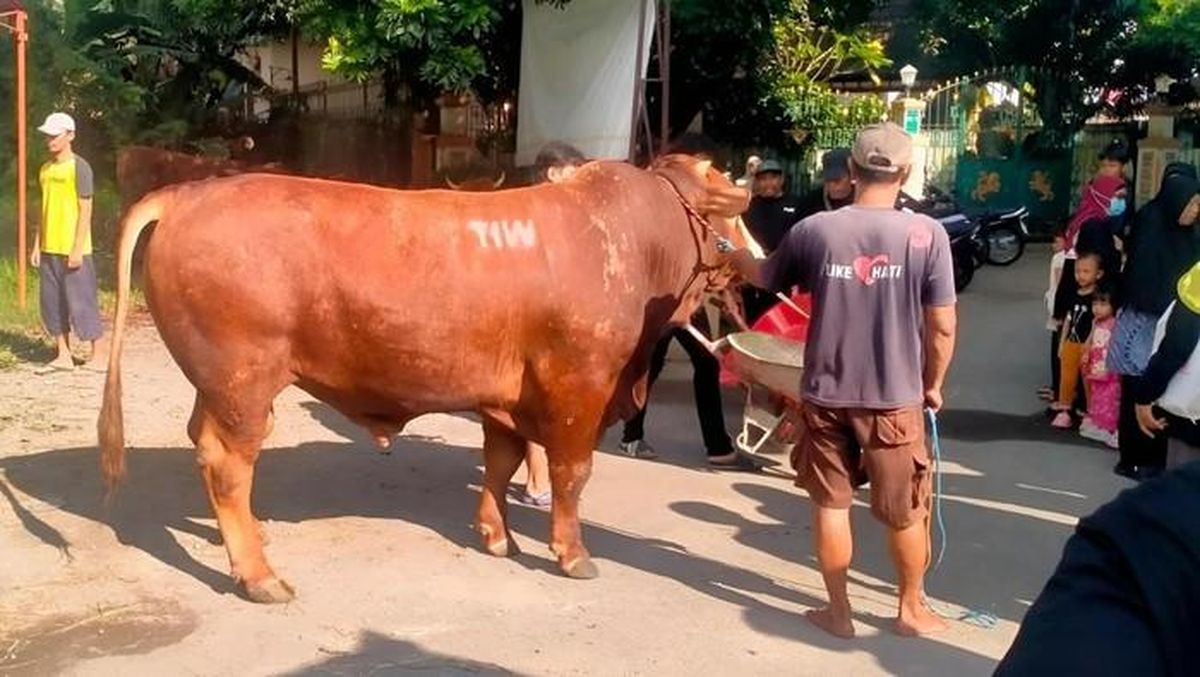 Masjid Dekat Rumah Amien Rais Terima Sapi Kurban 1,1 Ton