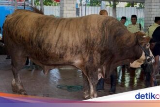 Masjid Istiqlal Sembelih 78 Hewan Kurban, Termasuk Sapi dari Prabowo dan Gibran