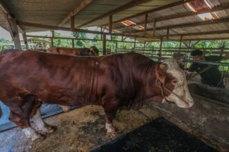 Pandangan Guru Besar UIN Jakarta tentang Sapi Kurban Presiden Prabowo