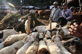 Pandangan Lintas Mazhab: Kurban Satu Kambing untuk Satu Keluarga