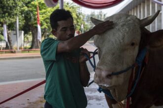 Panduan Doa Menyembelih Hewan Kurban untuk Orang Lain