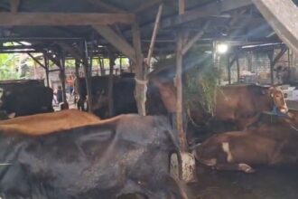 Penjualan Sapi Kurban di Sidoarjo Melonjak Jelang Idul Adha