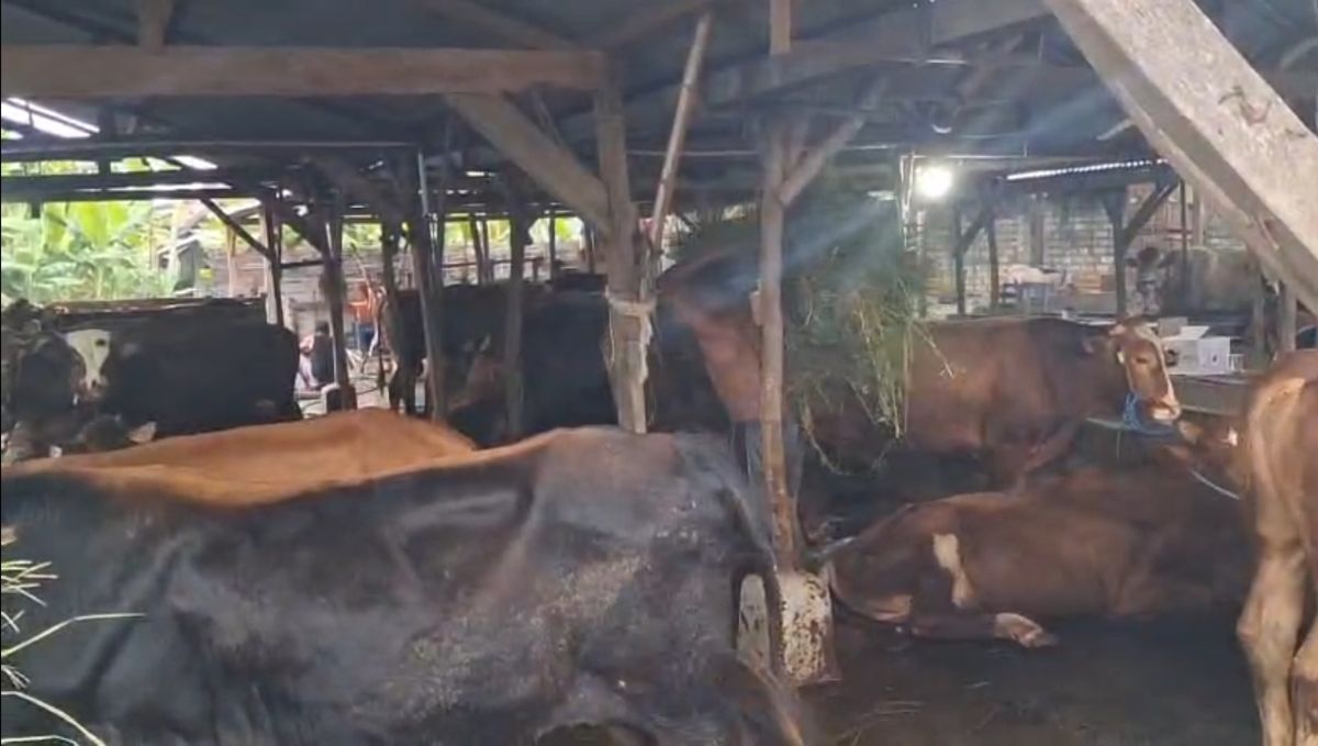 Penjualan Sapi Kurban di Sidoarjo Melonjak Jelang Idul Adha