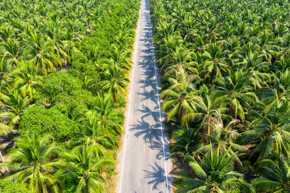 Petani Apresiasi Pabrik Sawit Patuh Harga Pemerintah