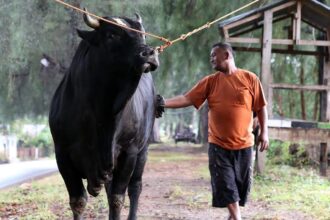 Prabowo Pesan Sapi Kurban di Beberapa Daerah Indonesia