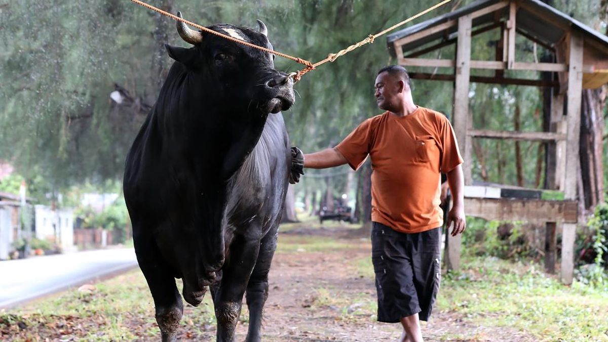 Prabowo Pesan Sapi Kurban di Beberapa Daerah Indonesia