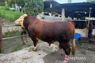 Prabowo Salurkan 1.098 Sapi Kurban dari Peternak Lokal