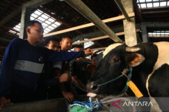 Prabowo Sumbangkan Sapi Kurban ke Pondok Gontor