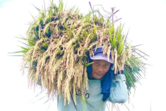 Produksi Beras Indonesia Hanya Diprediksi Naik Sedikit oleh BPS