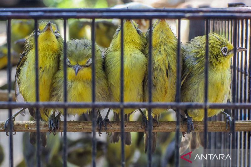 Ratusan Burung Dilepasliarkan di Hutan Lindung Nggorang Bowosie