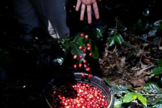 Rupiah Melemah Ancam Bisnis Perkebunan, Ini Tanggapan Pengusaha