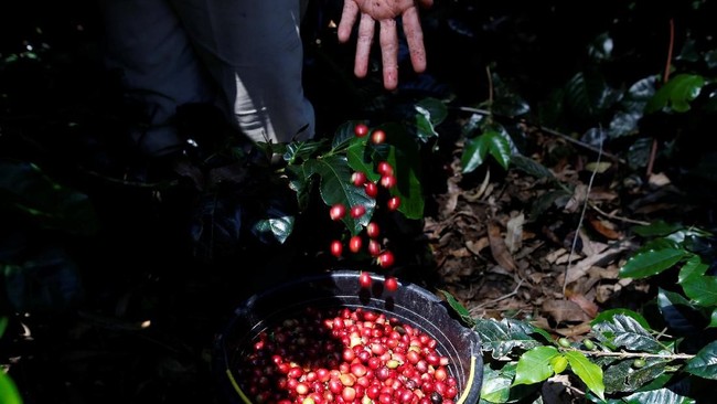 Rupiah Melemah Ancam Bisnis Perkebunan, Ini Tanggapan Pengusaha