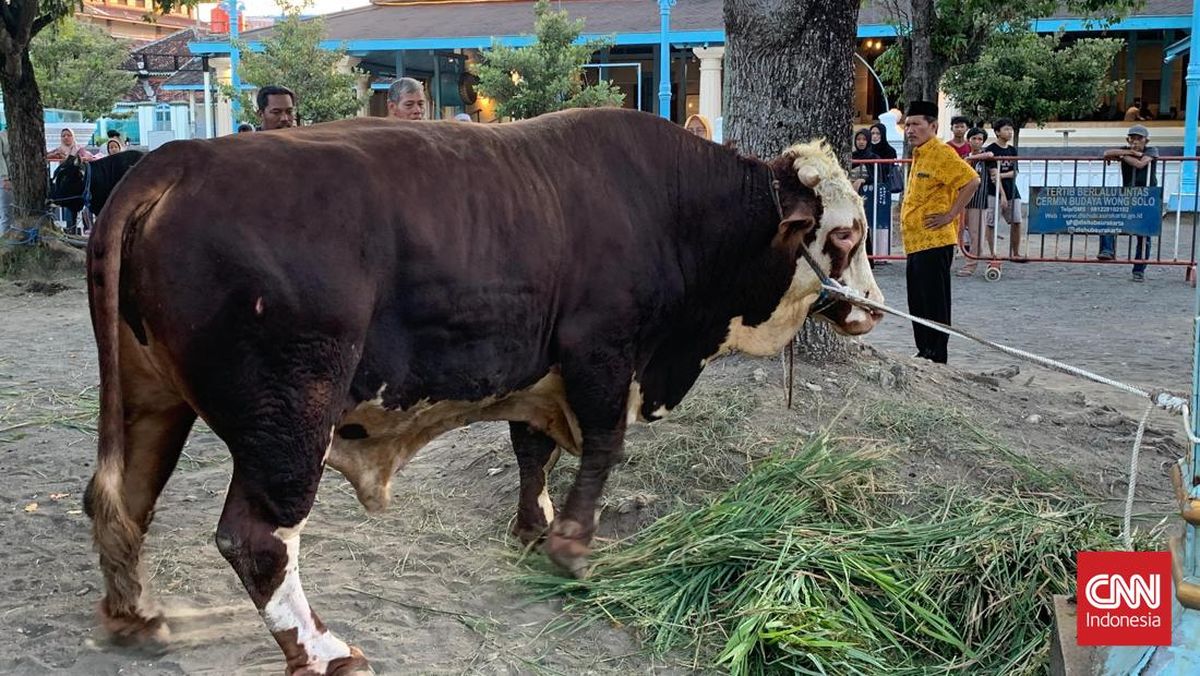 Sapi Kurban Presiden Bagian dari Bantuan Pemerintah