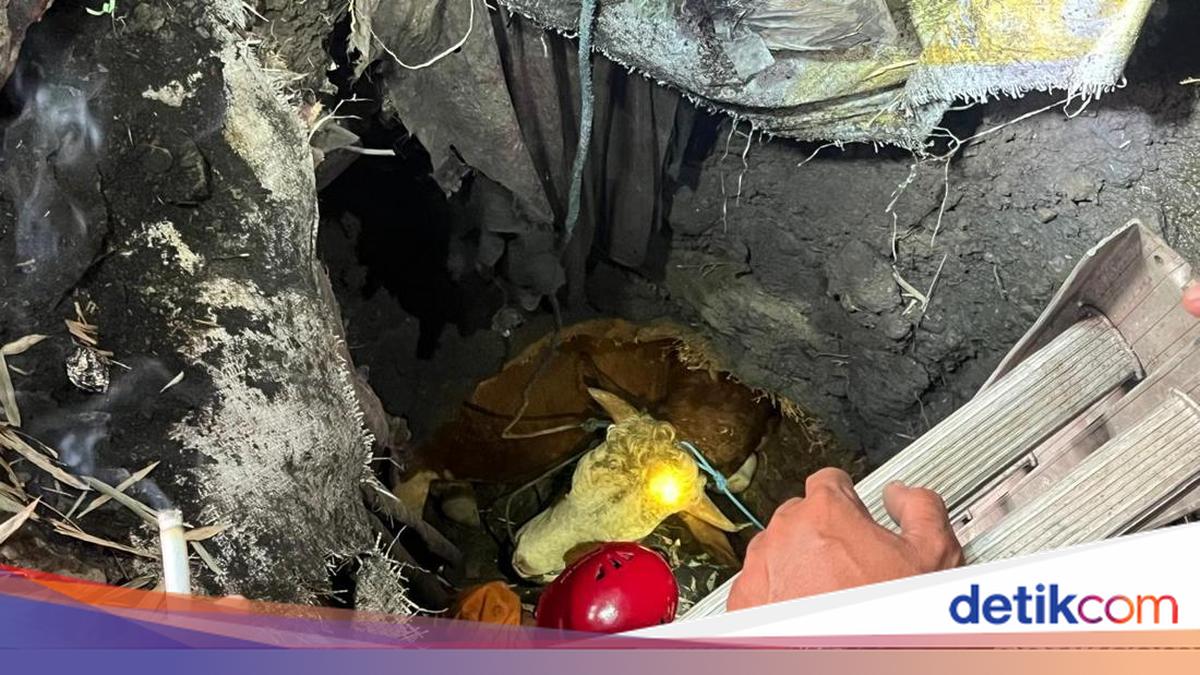 Sapi Kurban Terjebak di Septic Tank Mojokerto, Evakuasi Berlangsung 3 Jam
