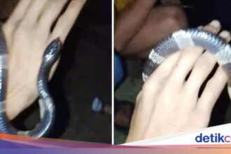 Seorang Pria di Bogor Tewas Akibat Gigitan Ular Weling