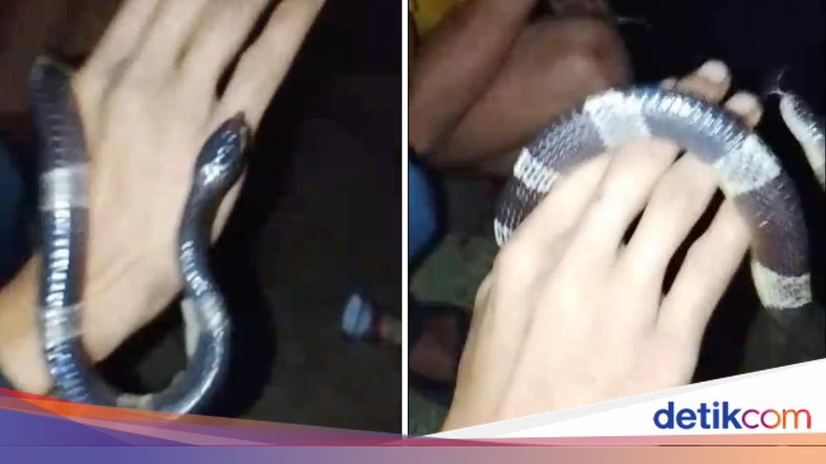 Seorang Pria di Bogor Tewas Akibat Gigitan Ular Weling