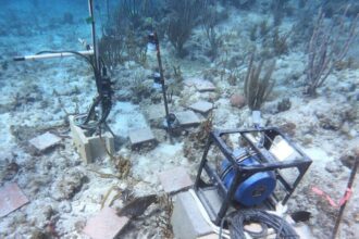Teknologi Speaker Bawah Laut Efektif Pulihkan Terumbu Karang