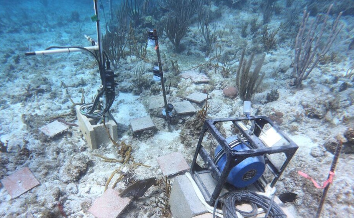 Teknologi Speaker Bawah Laut Efektif Pulihkan Terumbu Karang