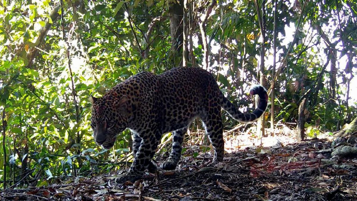 Video Penampakan Macan di Hutan Cangar Malang Jadi Viral