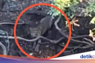 Viral Video Penampakan Macan di Hutan Cangar Batu