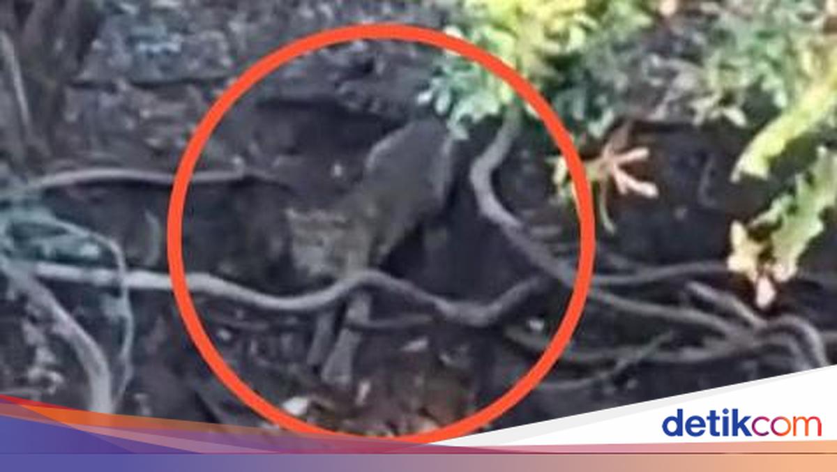 Viral Video Penampakan Macan di Hutan Cangar Batu