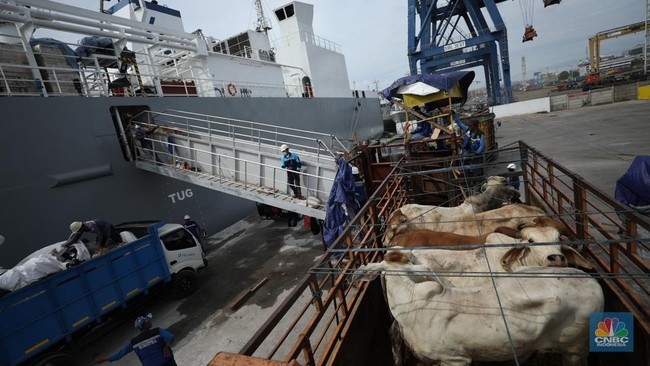 20,9 Ribu Ton Sapi Jantan Hidup Impor Tiba Jelang Iduladha 2026