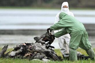 Australia Laporkan Kasus Flu Burung H5 Pertama Kali