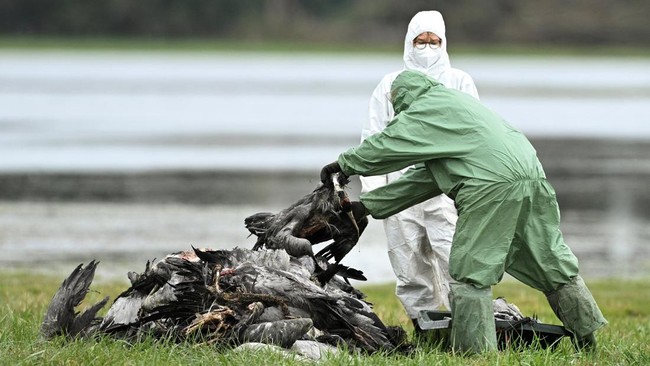 Australia Laporkan Kasus Flu Burung H5 Pertama Kali