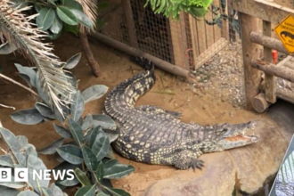 Balita Tiga Tahun Diserang Buaya di Kebun Binatang