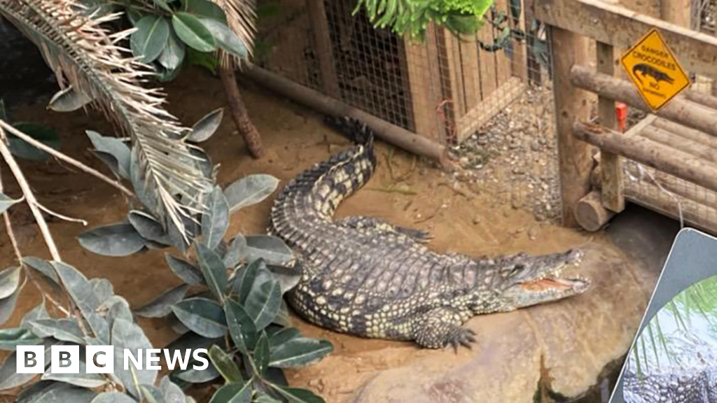 Balita Tiga Tahun Diserang Buaya di Kebun Binatang