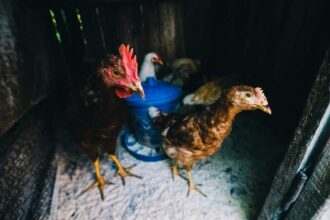 Flu Burung H5 Muncul di Australia, Indonesia Didorong Perkuat Biosekuriti