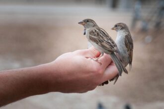 Karantina Lampung Gagalkan Penyelundupan 172 Burung Ilegal