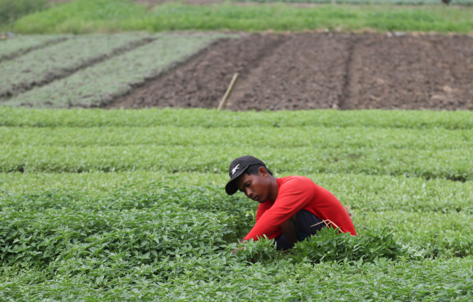 Lahan Eks HGU di Agam akan Dijadikan Lokasi Program Kedelai