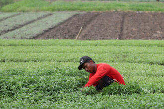 Lahan Eks HGU di Agam akan Dijadikan Lokasi Program Kedelai