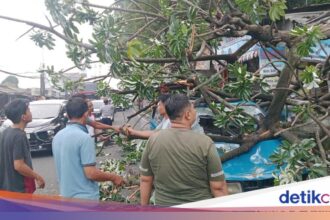 Pohon Tumbang Timpa Kios dan Angkot di Simpang Talang Bogor