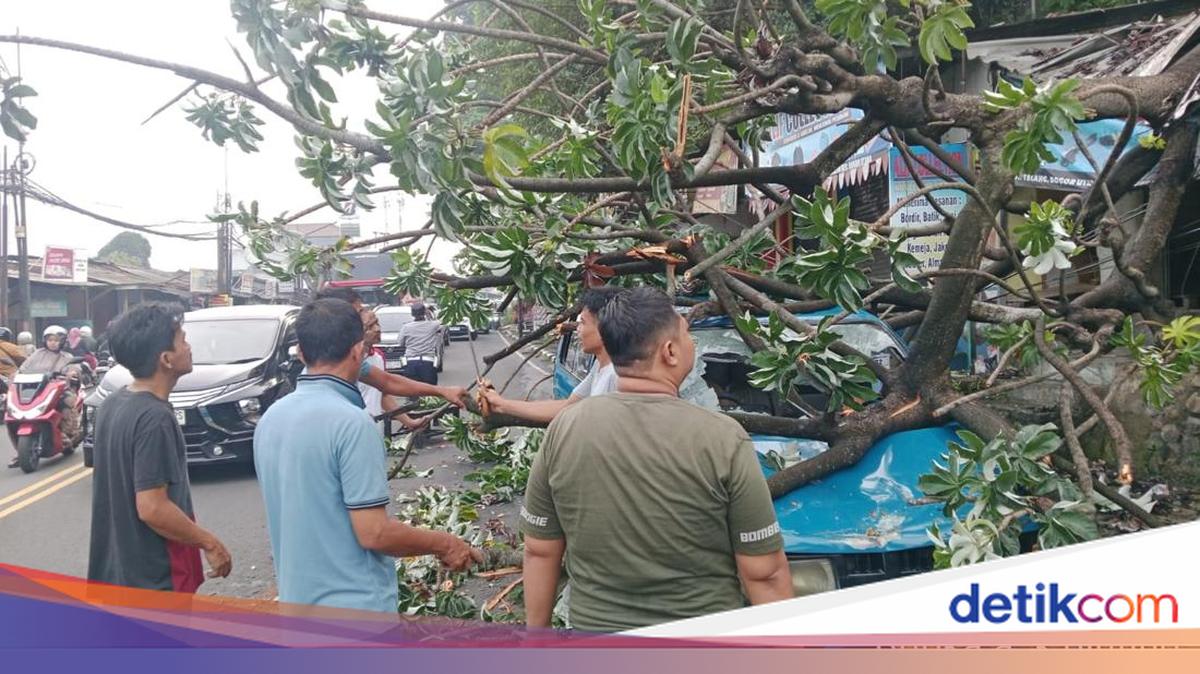 Pohon Tumbang Timpa Kios dan Angkot di Simpang Talang Bogor
