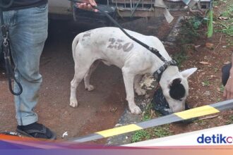 Polisi Pastikan Anjing Pemburu di Jasinga Sudah Dievakuasi