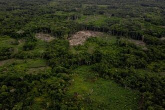 Regulasi Baru Diharap Memacu Proyek Karbon di Sektor Kehutanan