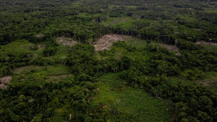 Regulasi Baru Diharap Memacu Proyek Karbon di Sektor Kehutanan