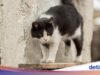 Wanita di Jembrana Meninggal Setelah Digigit Kucing Rabies