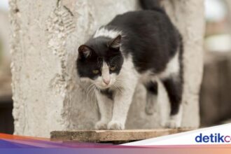 Wanita di Jembrana Meninggal Setelah Digigit Kucing Rabies
