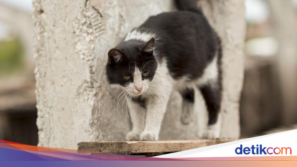 Wanita di Jembrana Meninggal Setelah Digigit Kucing Rabies