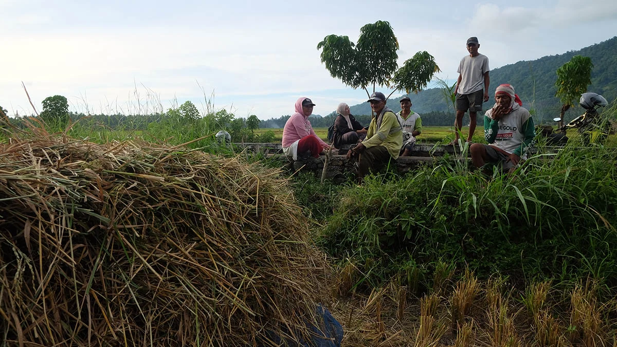 Menguji Klaim Lumbung Beras Bolaang Mongondow 7 bolmong