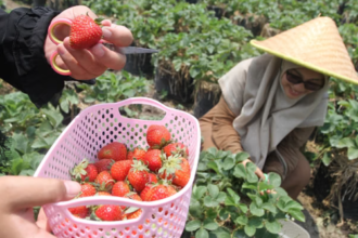 6 Manfaat Buah Stroberi untuk Kesehatan dan Ibu Hamil