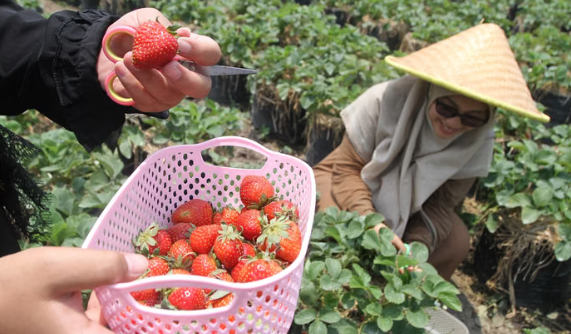 6 Manfaat Buah Stroberi untuk Kesehatan dan Ibu Hamil