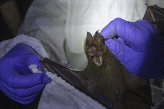 Bocah 11 Tahun di Kanada Meninggal Rabies Akibat Gigitan Kelelawar