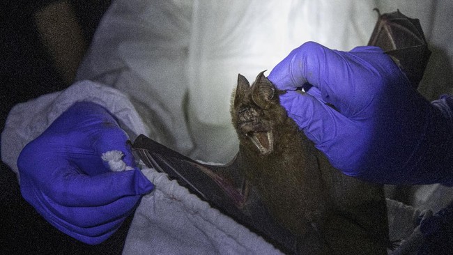 Bocah 11 Tahun di Kanada Meninggal Rabies Akibat Gigitan Kelelawar