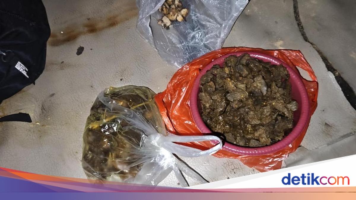 Daging Tapir Viral di Lampung Dimasak Jadi Rica-rica