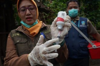 Kulon Progo Kekurangan Vaksin PMK, Upaya Tambahan dari Pusat Dilakukan