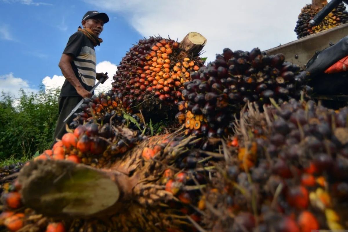 Penguatan SDM Kunci Regenerasi Petani Sawit